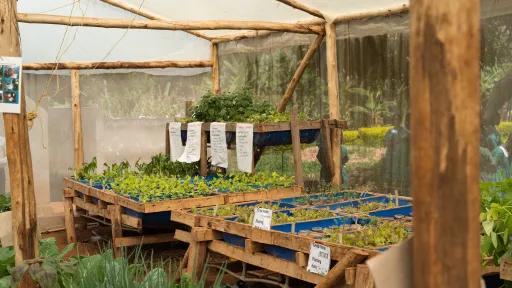 Hydrokultur in Uganda