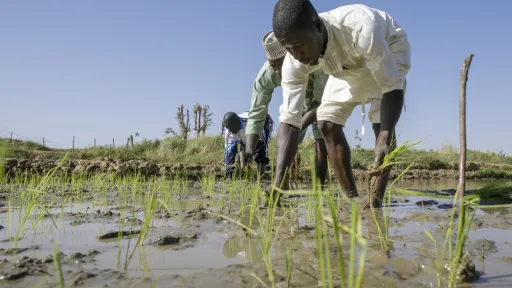Landwirtschaft Nigeria