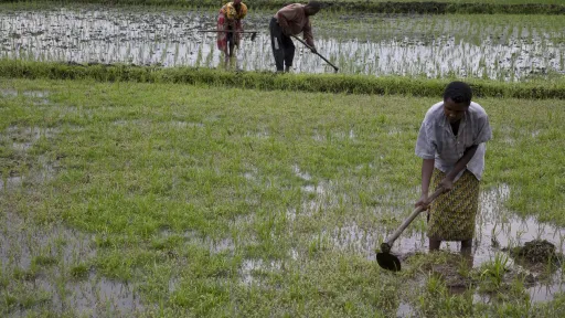 LandwirtschaftsarbeiterInnen in Ruanda