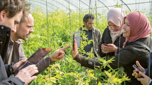 Teilnehmer*innen im Gewächshaus nutzen eine App