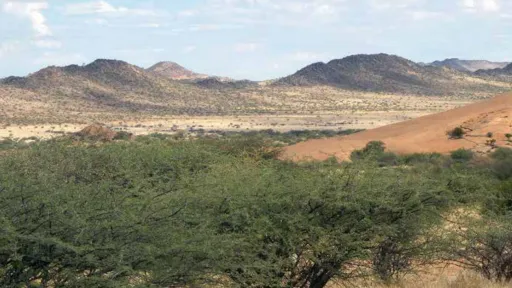 Verbuschte Landschaft in Namibia