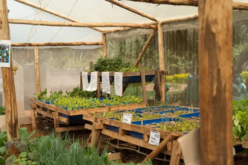 Hydrokultur in Uganda