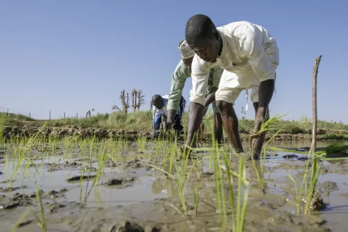 Landwirtschaft Nigeria