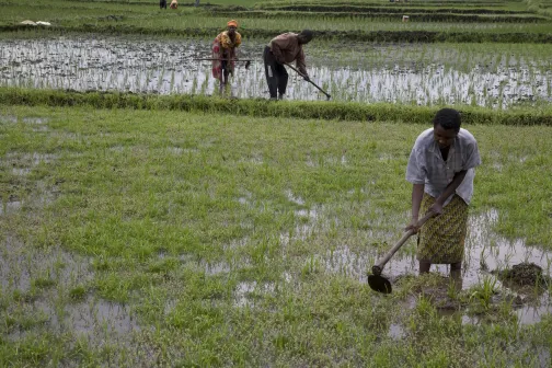 LandwirtschaftsarbeiterInnen in Ruanda
