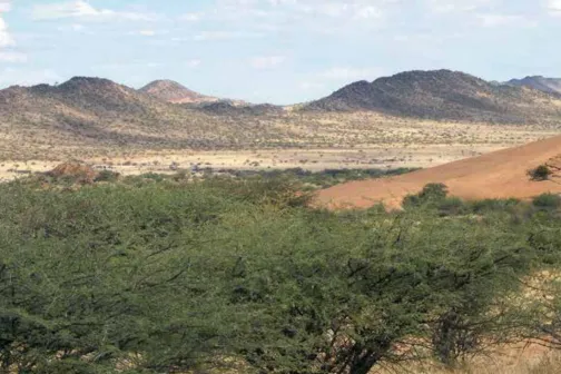 Verbuschte Landschaft in Namibia